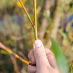 Trimmer: cosa sono, a cosa servono, quanto costano