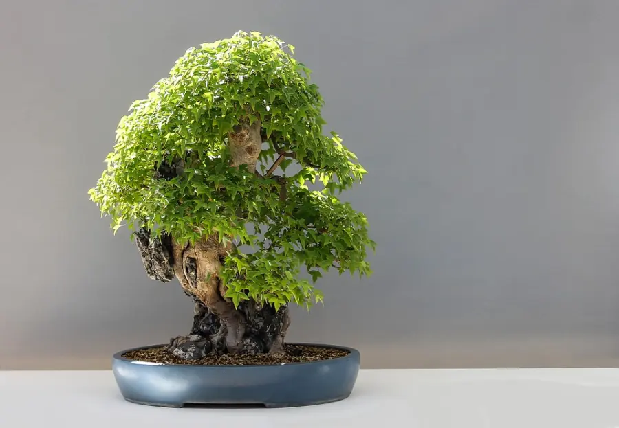 Come capire se un bonsai è mal curato