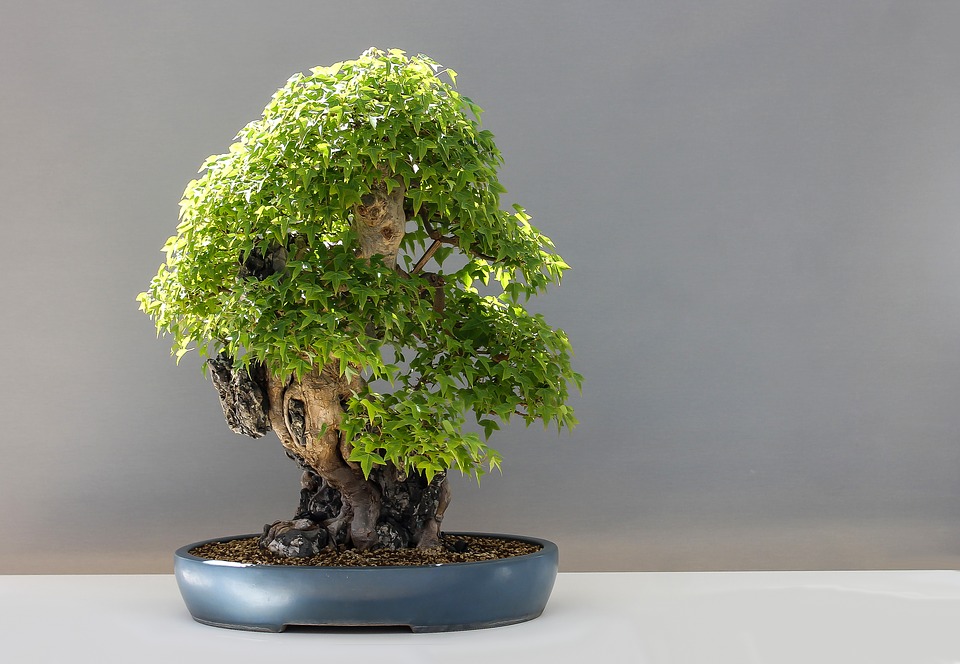 Come capire se un bonsai è mal curato