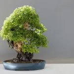 Come capire se un bonsai è mal curato