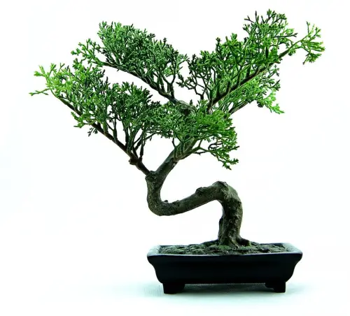 Come curare un bonsai da interno