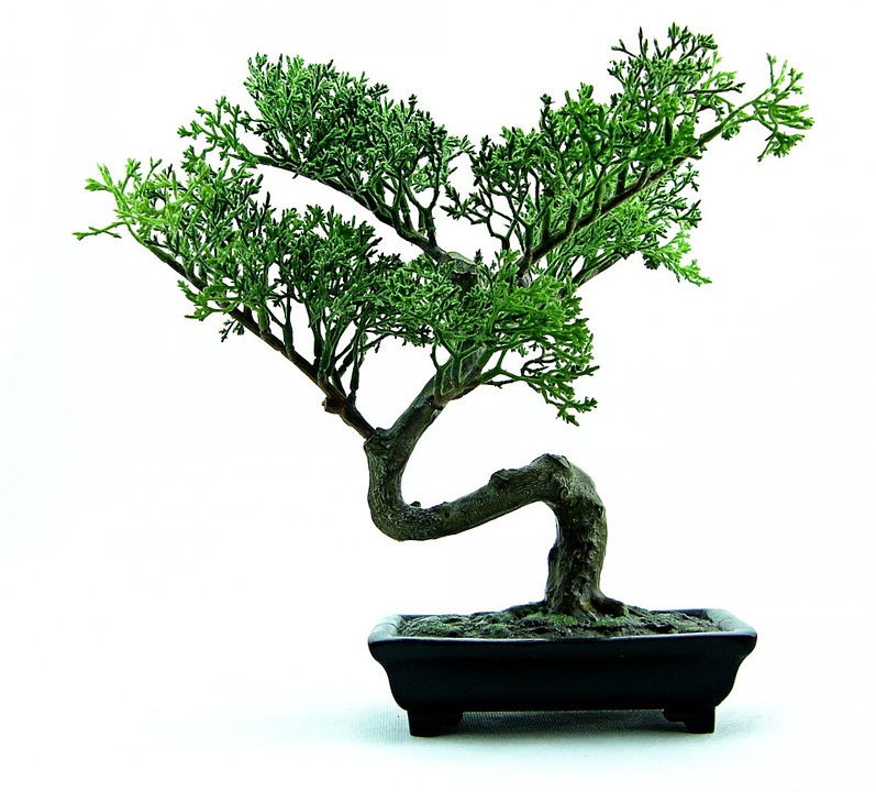 Come curare un bonsai da interno