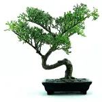 Come curare un bonsai da interno