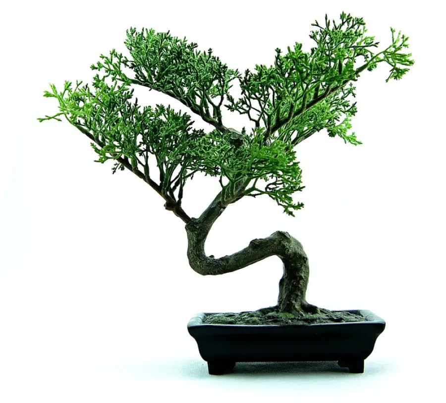 Come curare un bonsai da interno