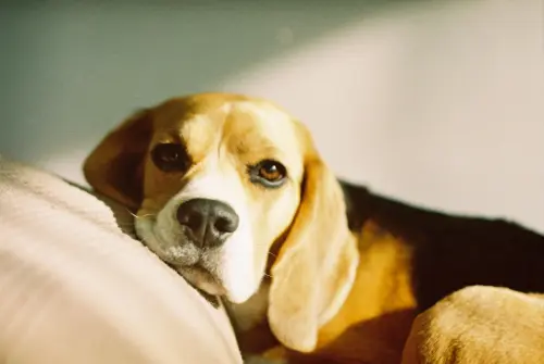Viaggiare in aereo con animali: regole 2026
