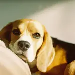 Viaggiare in aereo con animali: regole 2026