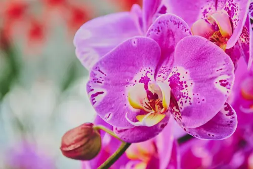 Coltivare orchidee in casa: come farle rifiorire