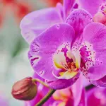 Coltivare orchidee in casa: come farle rifiorire